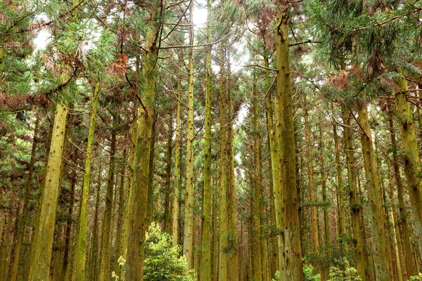 Saryeonisupgil Saryeoni Forest Walking Trail Jeju Island Korea — Photo