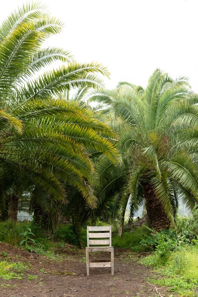 Sangari Palm Forest Jeju Island Korea — Fotografia de Stock