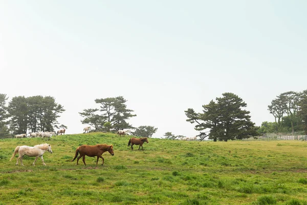 Horse Ranch Scenic Landscape Jeju Island Korea — Stock Photo, Image