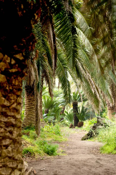 Sangari Palm Forest Jeju Island Korea — Fotografia de Stock