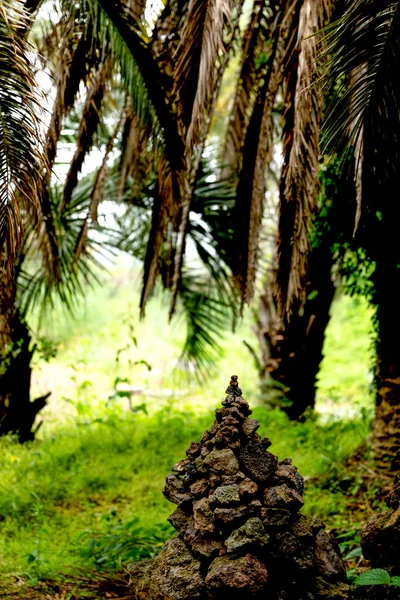 Sangari Palm Forest Jeju Island Korea — Stockfoto