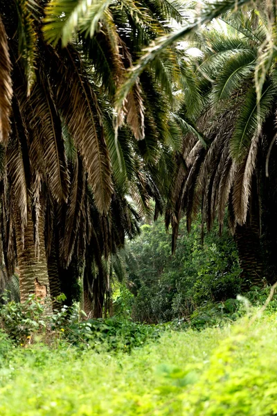 Sangari Palm Forest Jeju Island Korea — Stockfoto