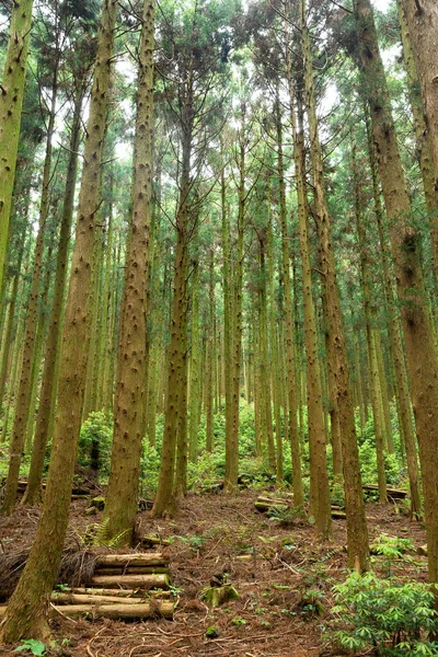 Saryeonisupgil Saryeoni Forest Walking Trail Jeju Island Korea — 스톡 사진