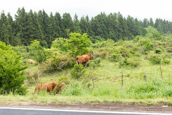 Animal Cow Hallasan Mountain Jeju Korea — стоковое фото