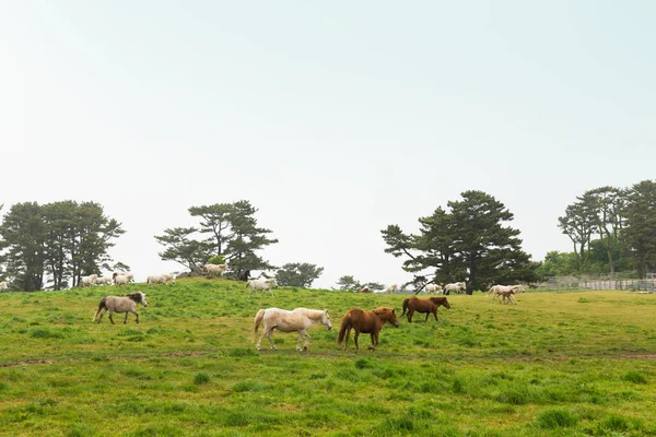Horse Ranch Scenic Landscape Jeju Island Korea — Zdjęcie stockowe
