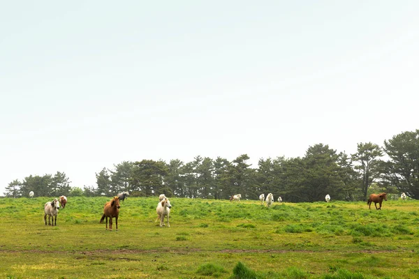 Horse Ranch Scenic Landscape Jeju Island Korea — Stock Fotó