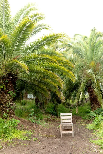 Sangari Palm Forest Jeju Island Korea — Fotografia de Stock