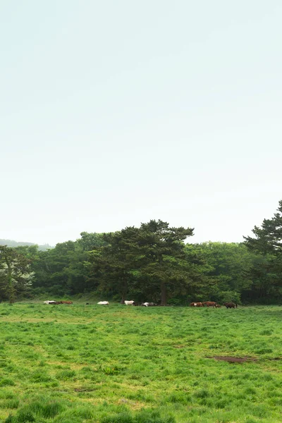 Horse Ranch Scenic Landscape Jeju Island Korea — Stock Fotó
