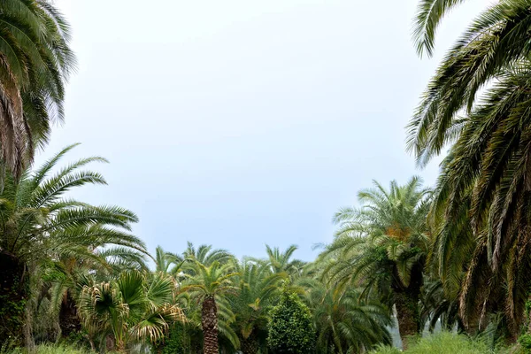 Sangari Palm Forest Jeju Island Korea — Zdjęcie stockowe