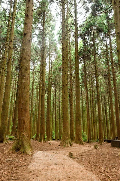 Saryeonisupgil Saryeoni Forest Walking Trail Jeju Island Korea — Photo