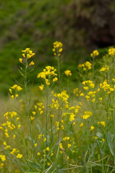 Wild Flowers Found Jeju Island Korea — Fotografia de Stock