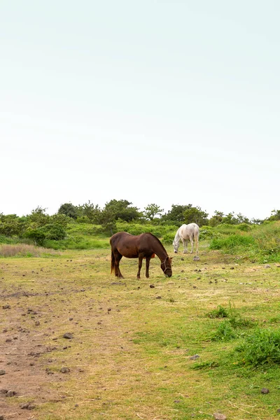 Horse Ranch Scenic Landscape Jeju Island Korea — Fotografia de Stock