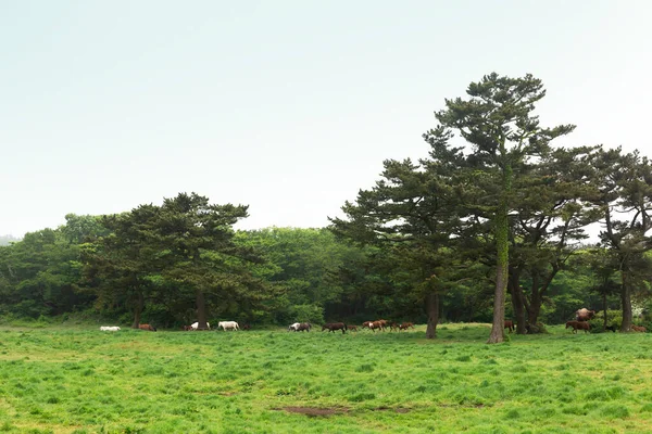 Horse Ranch Scenic Landscape Jeju Island Korea — Foto de Stock