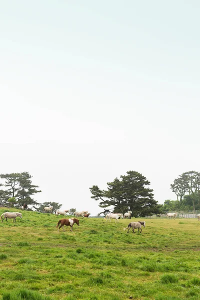 Horse Ranch Scenic Landscape Jeju Island Korea — стоковое фото