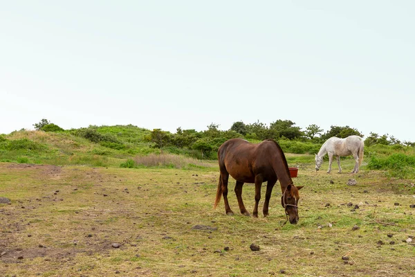 Horse Ranch Scenic Landscape Jeju Island Korea — Foto Stock