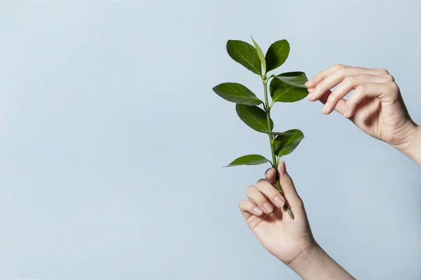 Beauty Hands Motion Series Hold Leaves — стоковое фото