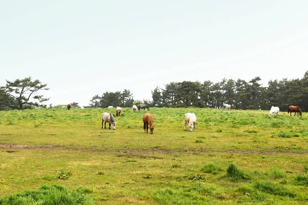 Horse Ranch Scenic Landscape Jeju Island Korea — стокове фото