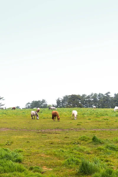 Horse Ranch Scenic Landscape Jeju Island Korea — ストック写真