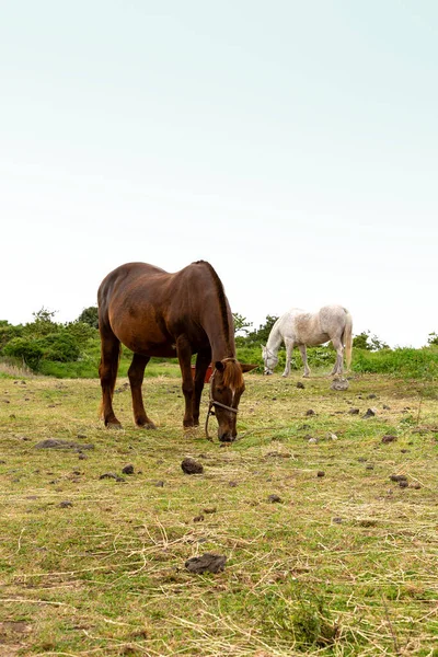 Horse Ranch Scenic Landscape Jeju Island Korea — Foto Stock