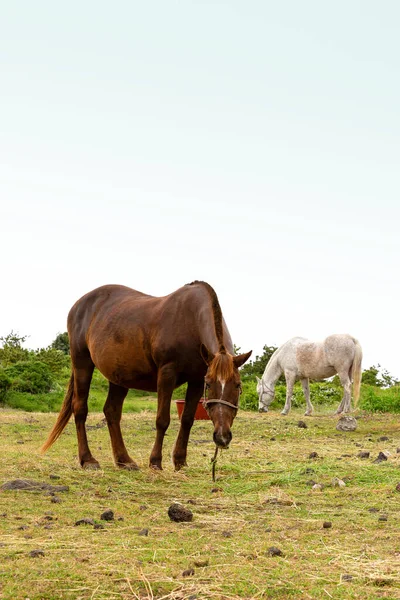 Horse Ranch Scenic Landscape Jeju Island Korea — Foto Stock