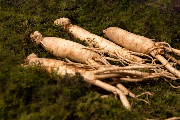 Oriental Medicinal Root Plant Fresh Ginseng — Stock Photo, Image