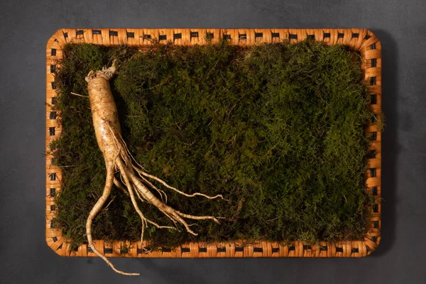 韓方薬根植物新鮮な高麗人参 — ストック写真