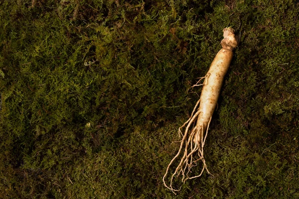 韓方薬根植物新鮮な高麗人参 — ストック写真