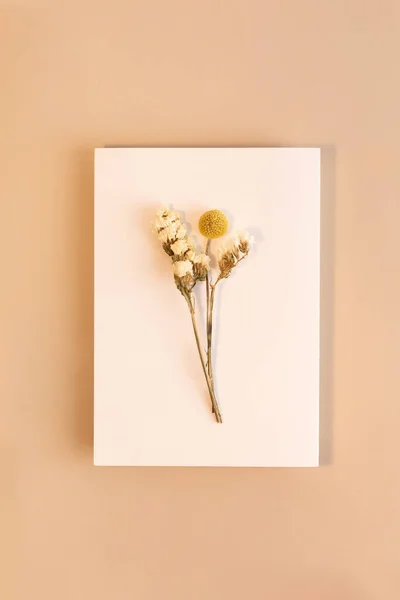 นหล งอารมณ ความงามในฤด ใบไม อมกรอบกระดาษ ดอกไม — ภาพถ่ายสต็อก