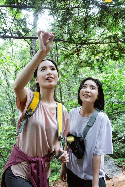 Korean Jóvenes Mujeres Senderismo Plogging Observing Árbol — Foto de Stock