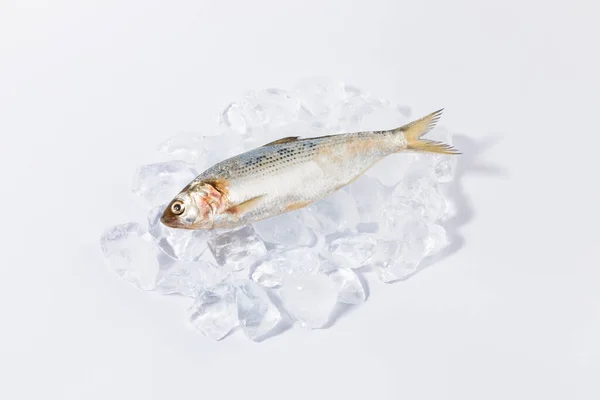 Eis Und Muskelmagen Shad Fisch — Stockfoto