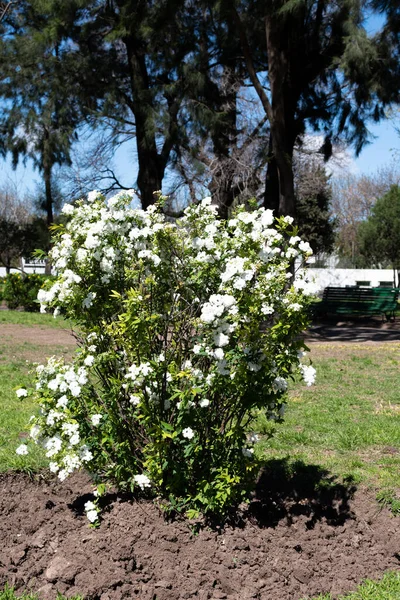 Alyssum maritimum çalısı, beyaz çiçekli, baharda açan.