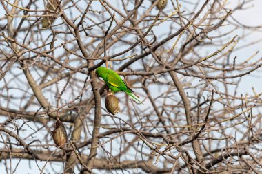 Bazı dallara tünemiş yeşil papağan.