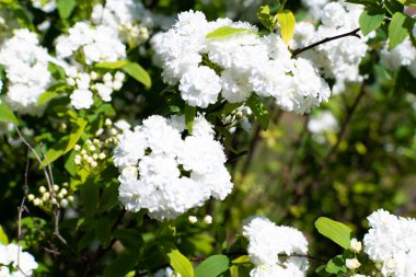 Alyssum maritimum çalısı, beyaz çiçekli, baharda açan.