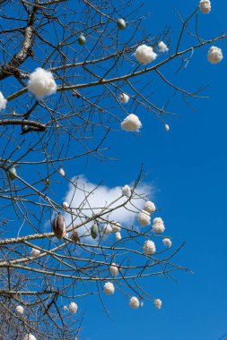 Ansba Specosa ağacının (palo borracho) dalları, mavi gökyüzünde, meyvelerinin pamuğuyla