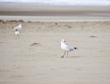 Sahilde kumların üzerinde duran martı.