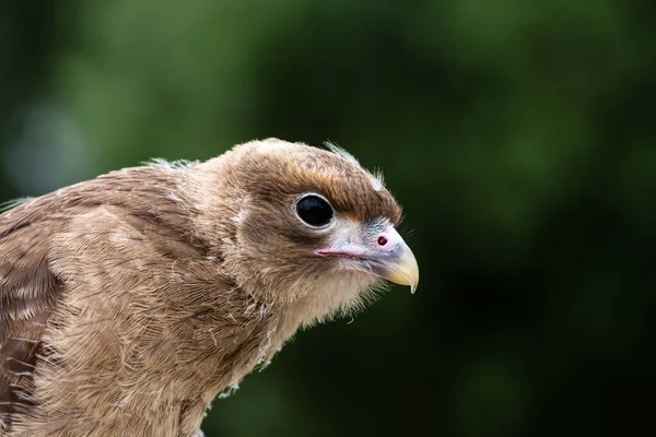 Arka plan bulanıklığı olan bir Chimango falcoboenus 'un gagasına yakın çekim.
