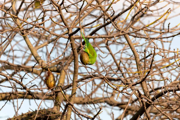 绿鹦鹉吃树枝间树上的果子 — 图库照片