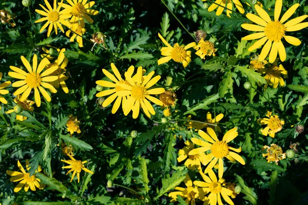 Vista Superior Grupo Flores Amarelas — Fotografia de Stock