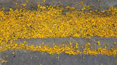 Kaldırımın kaldırımında ve caddede bir sürü sarı çiçek var..