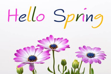 Beyaz arka planda renkli çiçekler ve İspanyolca bir metin 