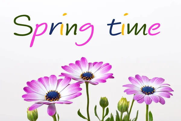 Colorful Flowers White Background Text Spanish Says Spring Time — Zdjęcie stockowe