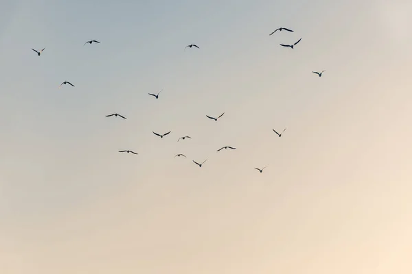 Silhuetter Flock Fåglar Flykt Mot Färgglad Himmel — Stockfoto