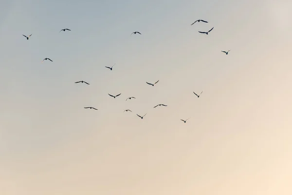 Egy Madárcsorda Sziluettjei Repülnek Színes Égbolt Felé — Stock Fotó