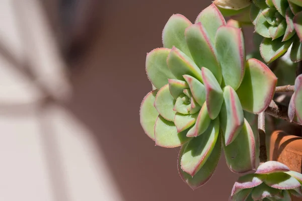 Bir echeveria elegans çiçeğinin yakın çekimi.