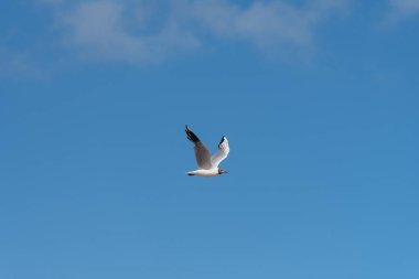 Martı gökyüzünde tek başına uçuyor..