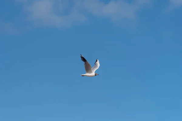 Måsen Flyger Isolerad Skyn — Stockfoto