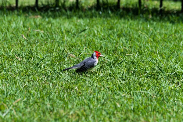 孤立的啄木鸟 栖息在草地上 — 图库照片