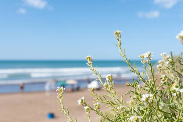 Selective Focus Bush Beach Background Copy Space — Stock Photo, Image