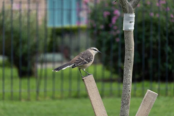 卡兰德拉云雀栖息在城市公园的一根柱子上 — 图库照片