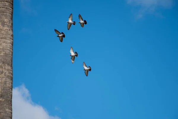 Flock Duvor Flygning Med Himlen Bakgrunden — Stockfoto